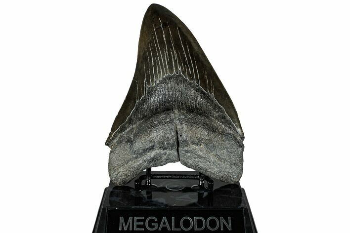 Fossil Megalodon Tooth - Huge River Meg #311875